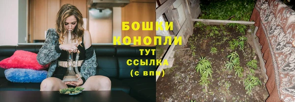 крисы Бородино